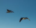 Two flying seagulls on a background of blue sky. Royalty Free Stock Photo
