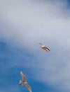 Two flying seagulls in the blue sky with white clouds Royalty Free Stock Photo