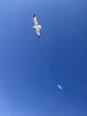 Two flying seagulls in bright blue sky