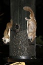 Two flying squirrels eating from bird feeder.