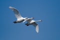 Two flying swans Royalty Free Stock Photo