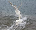 Fighting Swan in Sayram Lake Royalty Free Stock Photo