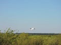 Two flying swans, Lithuania Royalty Free Stock Photo