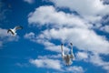 Two flying white seagulls on beautifull cloudy sky blue background, bright natural scene in beautiful weather. Seagull Royalty Free Stock Photo