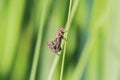 Two flys in the garden on a leaf