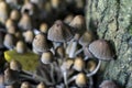 The two flys on the top of Glistening Ink Cap Royalty Free Stock Photo