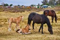 Two foal and two large brown horses in large field Royalty Free Stock Photo