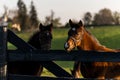 Two Foals - Bluegrass Horse Farm - Central Kentucky