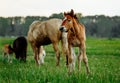 Two foals graze in the pasture. In the summer afternoon among dandelions Royalty Free Stock Photo