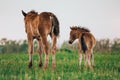 Two foals graze in the pasture. In the summer afternoon among dandelions Royalty Free Stock Photo