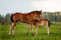 Two foals graze in the pasture. In the summer afternoon among dandelions Royalty Free Stock Photo