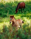 Two foals graze in the pasture. In the summer afternoon among dandelions Royalty Free Stock Photo