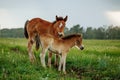 Two foals graze in the pasture. In the summer afternoon among dandelions Royalty Free Stock Photo