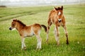 Two foals graze in the pasture. In the summer afternoon among dandelions Royalty Free Stock Photo