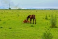 Two foals on a meadow