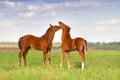 Two foals on pasture Royalty Free Stock Photo