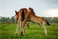 Two foals playing together on the maedow Royalty Free Stock Photo