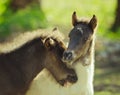 Two foals are playing and twinching