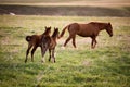Two foals running for a mare Royalty Free Stock Photo