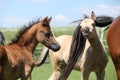 Two foals of welsh mountain pony Royalty Free Stock Photo