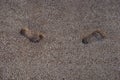 Two foot tracks on sand. Feet steps on sand. Feet step by step on seashore. Close up of foot tracks in sand. Closeup of feet steps