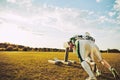 Two football teammates doing tackling drills on a field Royalty Free Stock Photo