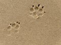 Two footprints of a dog on sand Royalty Free Stock Photo