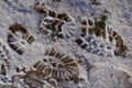 Two footprints on snow on the dirt track. The first light snow. Shoeprints In Melting Snow. concept. footstep marks in fresh snow Royalty Free Stock Photo