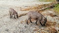 two foraging small wild boar