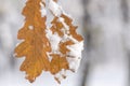 Two forest brown leaf covered with snow and blurry forest Royalty Free Stock Photo