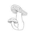 Two forest mushrooms in one. Vector hand drawn doodle Royalty Free Stock Photo