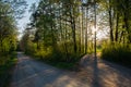 Two forked roads in the forest illuminated by the sun Royalty Free Stock Photo