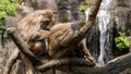 Two Formosan rock macaque sitting on the tree and grooming with a waterfall Royalty Free Stock Photo