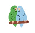 Two Forpus parrots. Cute tropical birds couple. Funny exotic parrotlets sitting on perch, branch together. Birdies