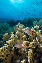 Two Forster`s hawkfish stand in the coral branches