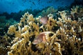 Two Forster`s hawkfish stand in the coral branches