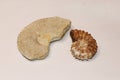 Two fossilized molluscs close up. Ã¢ââ2