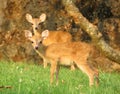 Two four horned antelope fawn Royalty Free Stock Photo