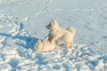 Two four month old samoyed puppies playing in the snow on frosty sunny day