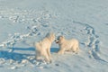 Two four month old samoyed puppies playing in the snow on frosty sunny day