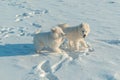 Two four month old samoyed puppies playing in the snow on frosty sunny day