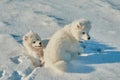 Two four month old samoyed puppies playing in the snow on frosty sunny day