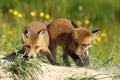 Two fox brothers playing in front of the den Royalty Free Stock Photo