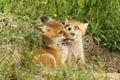 Two fox cubs playing near the den Royalty Free Stock Photo