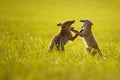 Two fox cubs playing in summer sunset