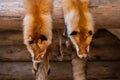 Two fox fur pelts hanging on wooden log - close up Royalty Free Stock Photo
