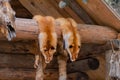 Two fox fur pelts hanging on wooden log Royalty Free Stock Photo