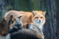 Two foxes interacting in a forest setting during early morning light, showcasing their natural behavior and striking fur patterns Royalty Free Stock Photo