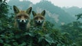 Two foxes peek out from lush foliage in misty mountains Royalty Free Stock Photo