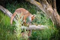 Two foxes playing around a tree